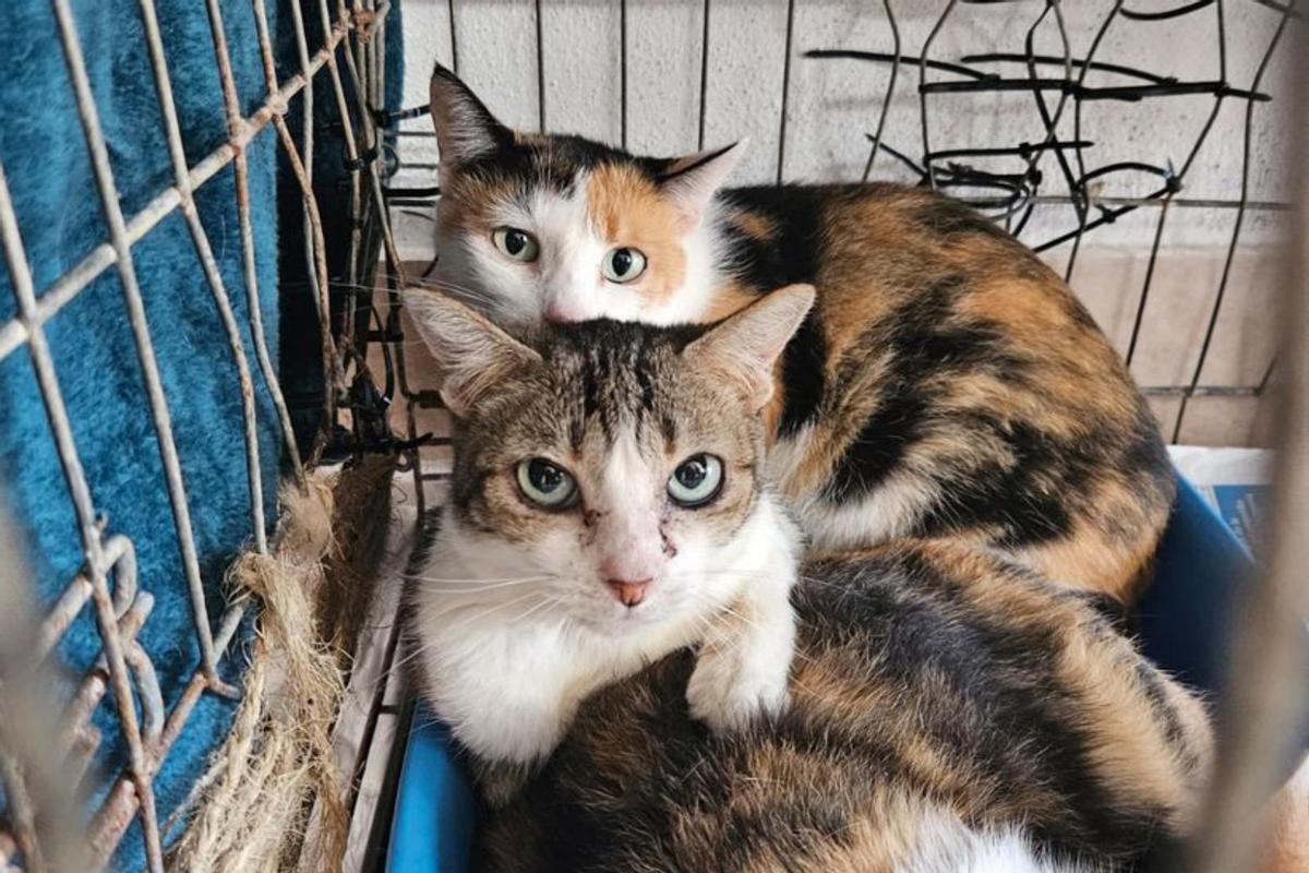 Algunos de los gatos en una de las jaulas en el local. |   // FDV