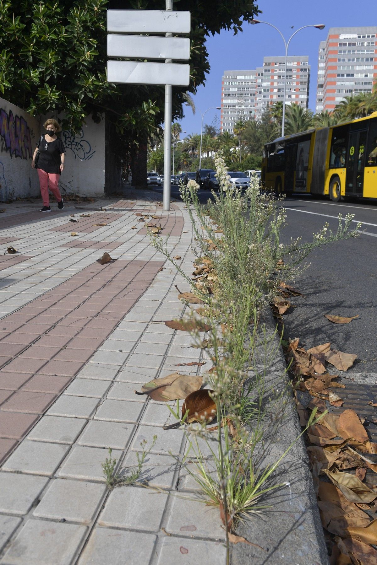 Hierbas en aceras de las calles de Escaleritas