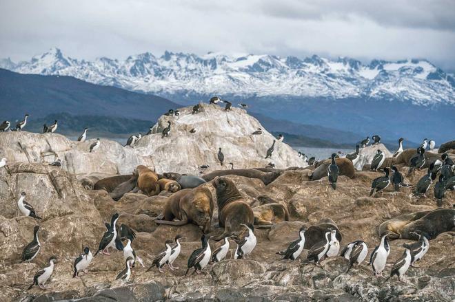 Cormoranes reales y lobos marinos en un islote del canal de Beagle