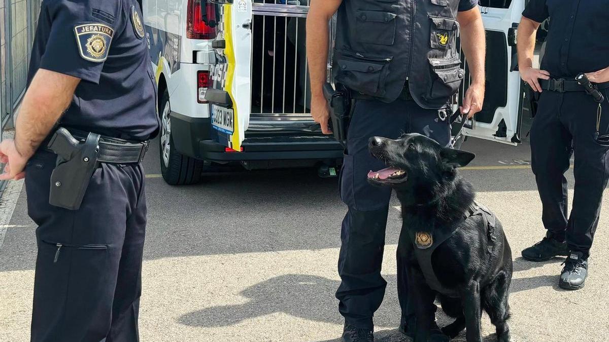 El perro de la Policía Local que participó en la detención.