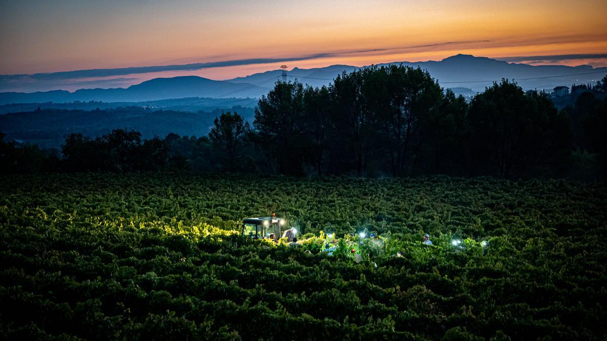 La vendimia empieza antes por el cambio climatico, en el Penedes. Vendimia matinal en Vinyas Torelló. AUTOR: MANU MITRU.