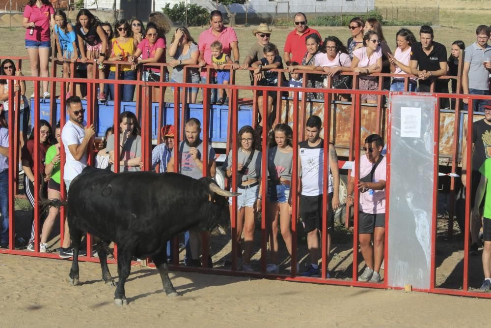 Encierro urbano en Moraleja del Vino