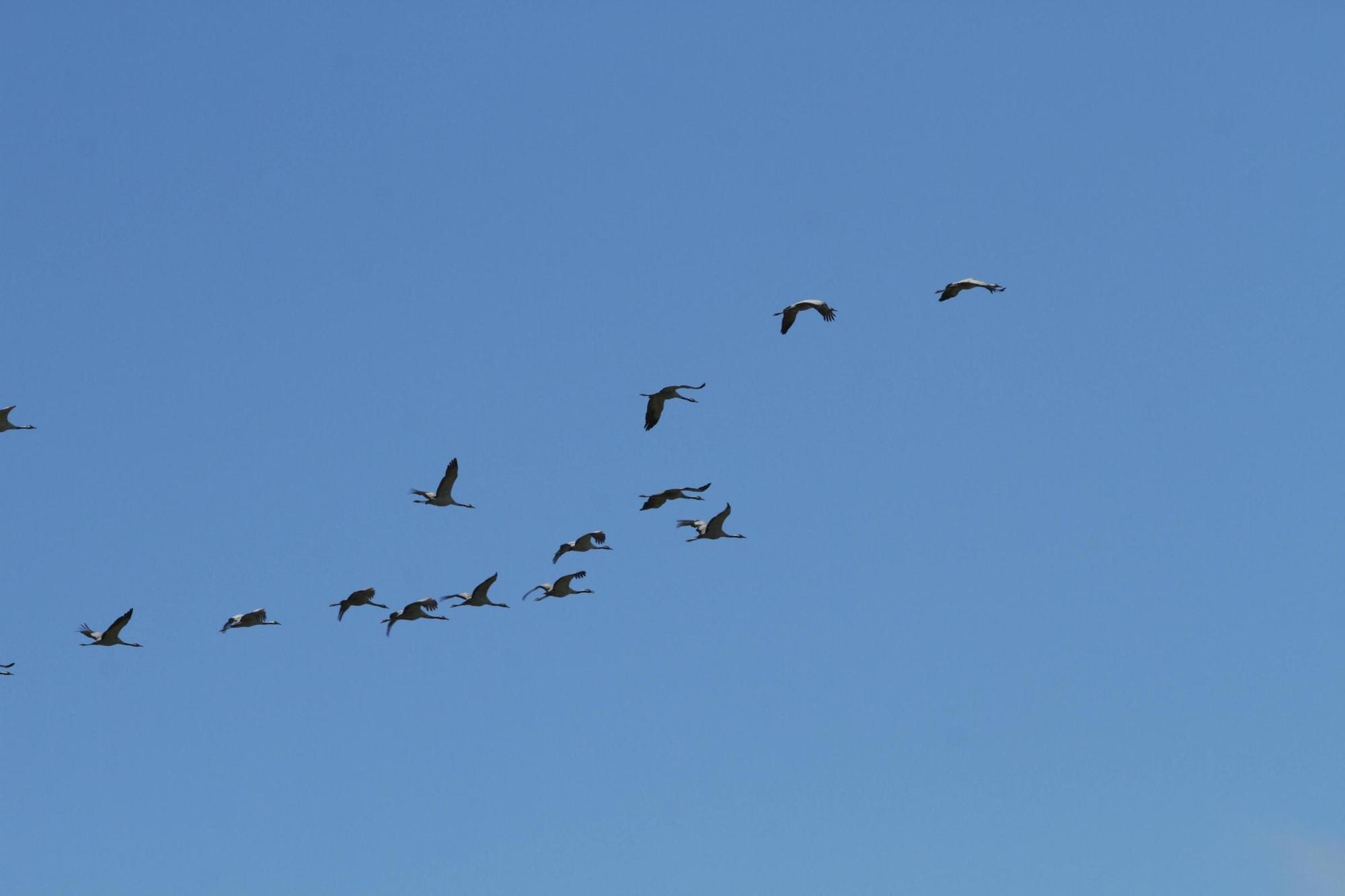 25.000 grullas levantan vuelo desde la alberca de Alboré