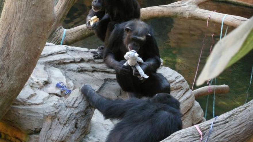 Chimpancé juega con un lémur de peluche en su cumple naturaleza turismo animal.