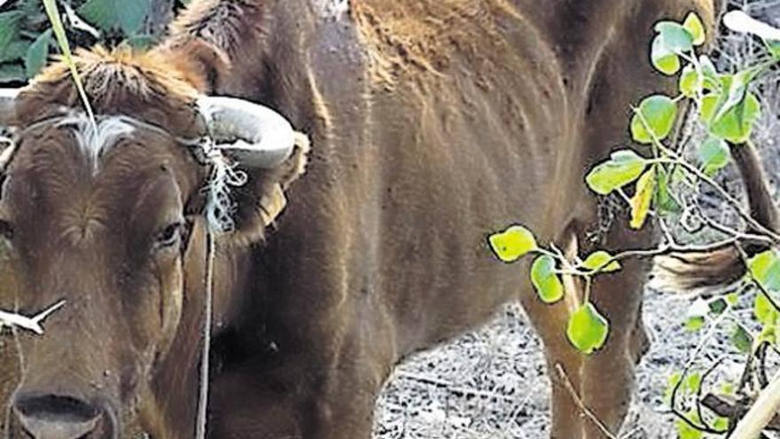 Vacas desnutridas en La Montañeta
