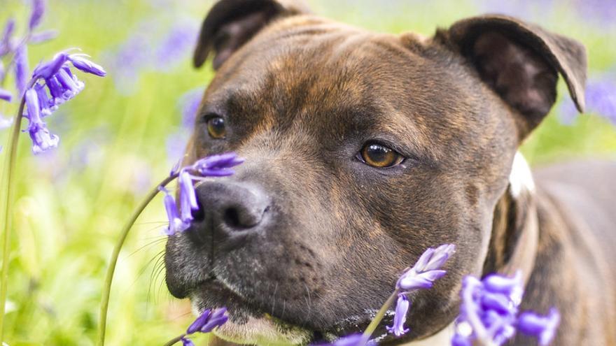 Los cinco olores que los perros odian