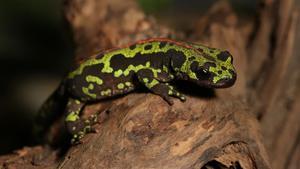 zentauroepp53485588 triton redescoberta una esp cie desapareguda de trit  als ai200521101413