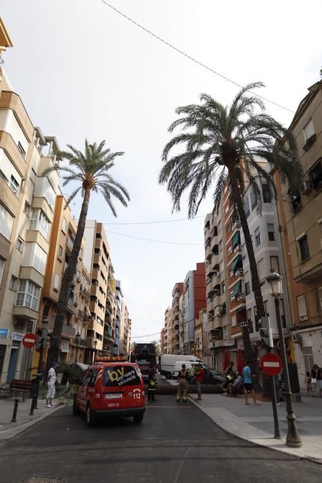 Una palmera se desploma en el Cabanyal