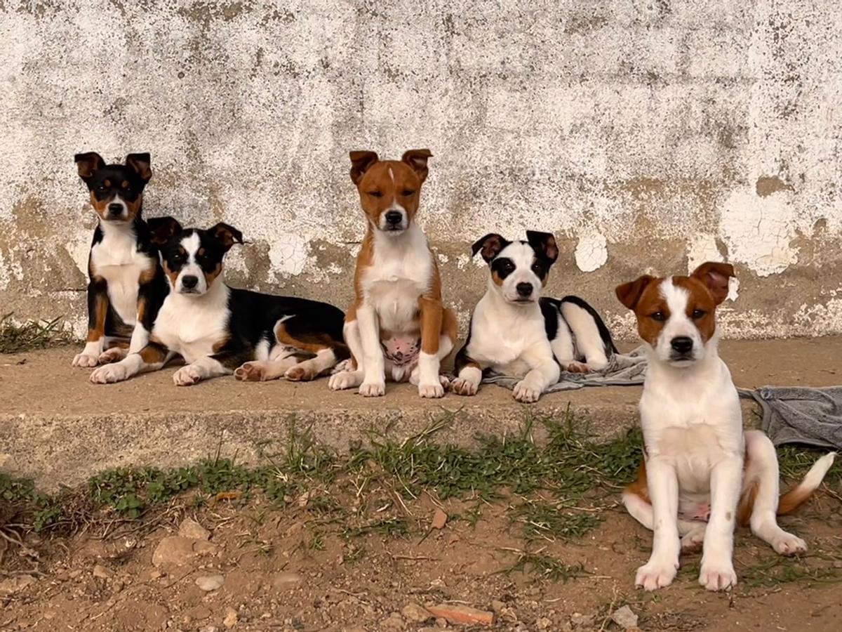 Los perros, ya crecidos, tras recibir el soporte de su madre.