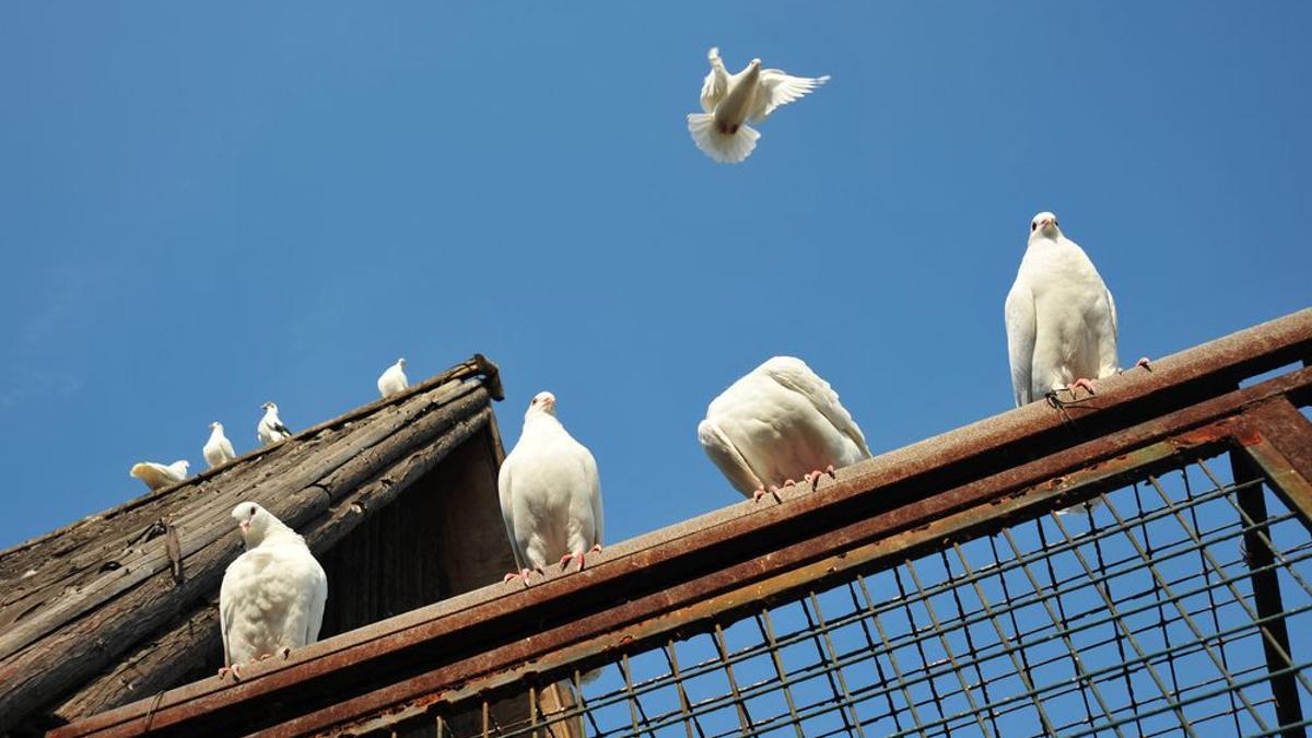 En Bélgica existe gran afición por la colombofilia y además de carreras se celebran importantes subastas de palomas mensajeras.