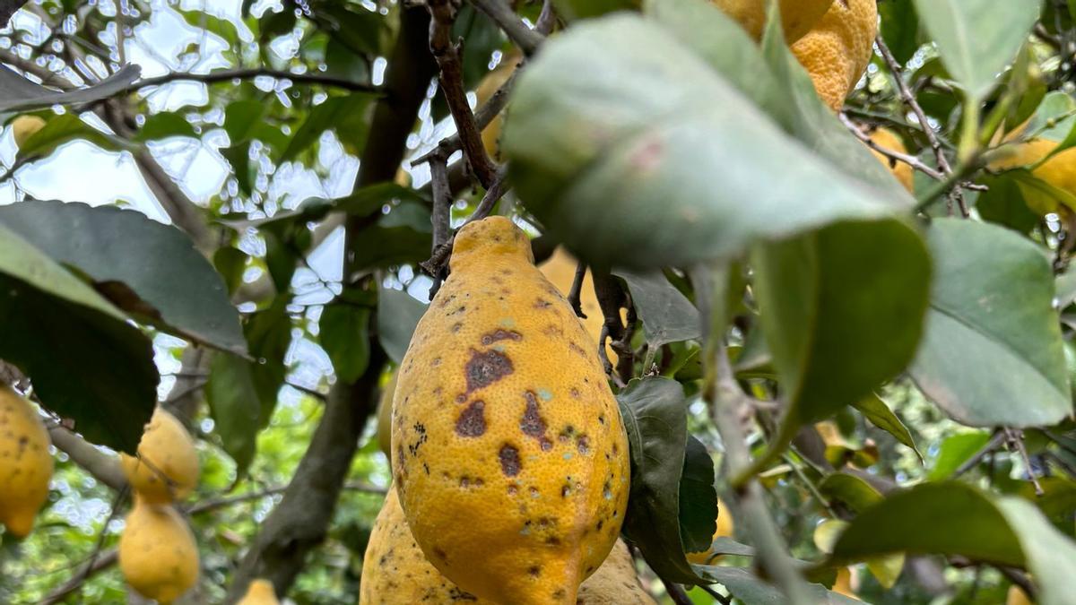 Limones tunecinos afectados por la ‘Mancha negra’.