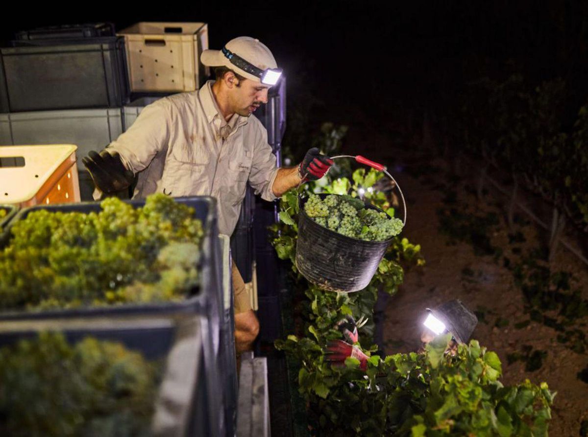 El Penedès inicia una verema que augura excel·lent El Penedès inicia una verema que augura excel·lent