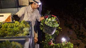 El Penedès inicia una verema que augura excel·lent