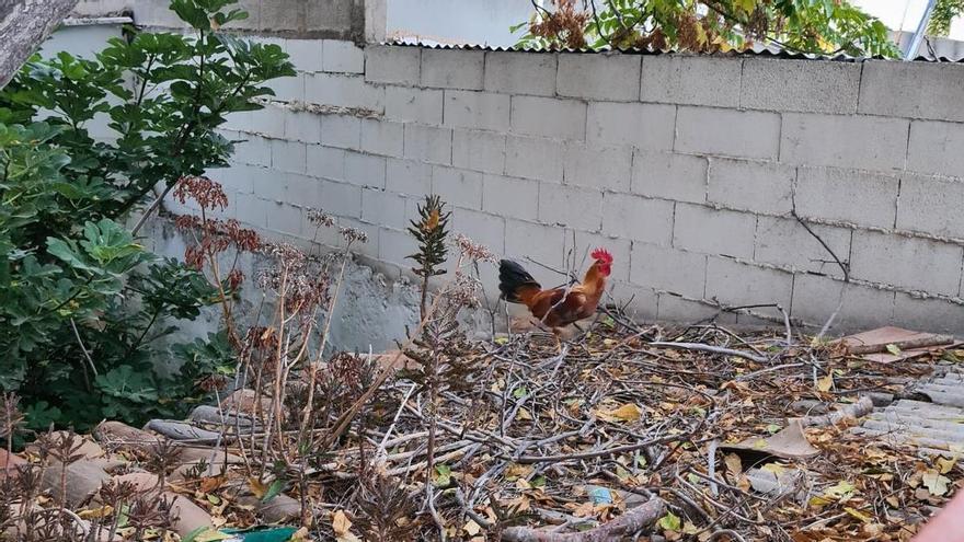 Vecinos de la calle Manacor denuncian que un gallo no les deja dormir por las noches y Son Reus &quot;no hace nada&quot; al respecto