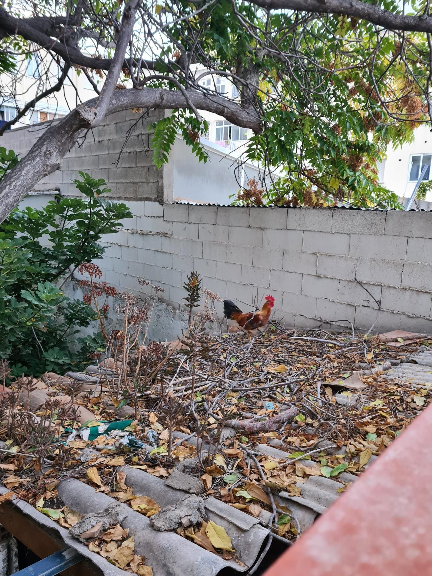 Vecinos de la calle Manacor denuncian que un gallo no les deja dormir por las noches y Son Reus "no hace nada" al respecto