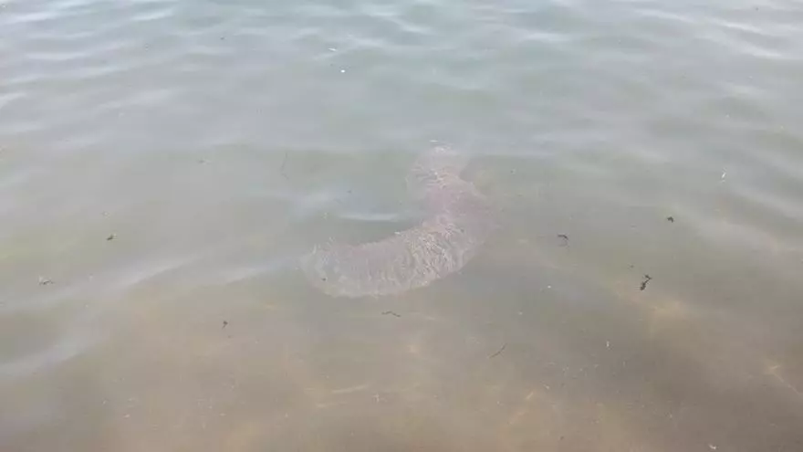 Confunden la puesta de huevos de un calamar oceánico con una medusa gigante en Lanzarote