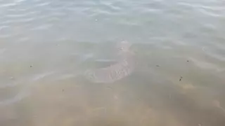 ¿Una medusa gigante este domingo en una playa de Canarias?