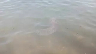 Confunden la puesta de huevos de un calamar oceánico con una medusa gigante en Lanzarote