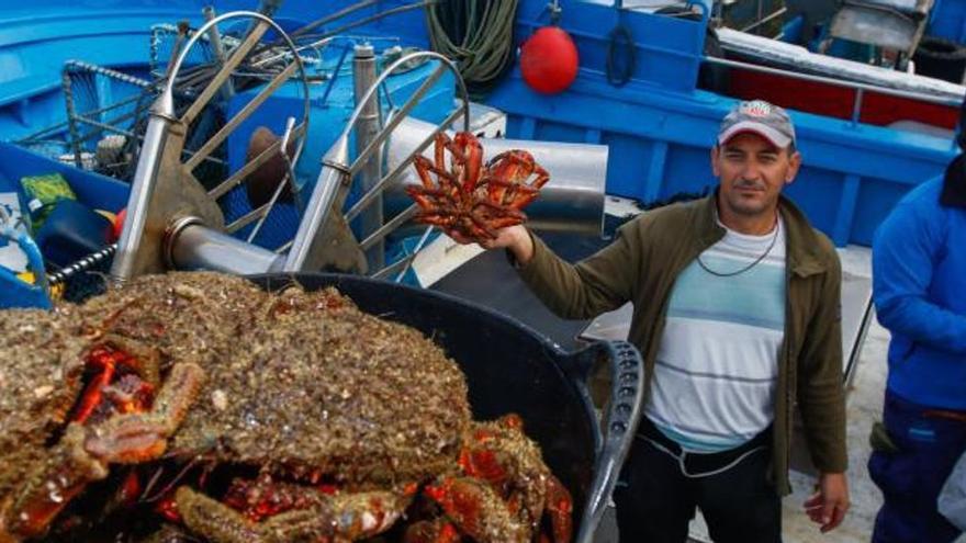 Arranca la campaña de extracción de la centolla en A Coruña y Pontevedra