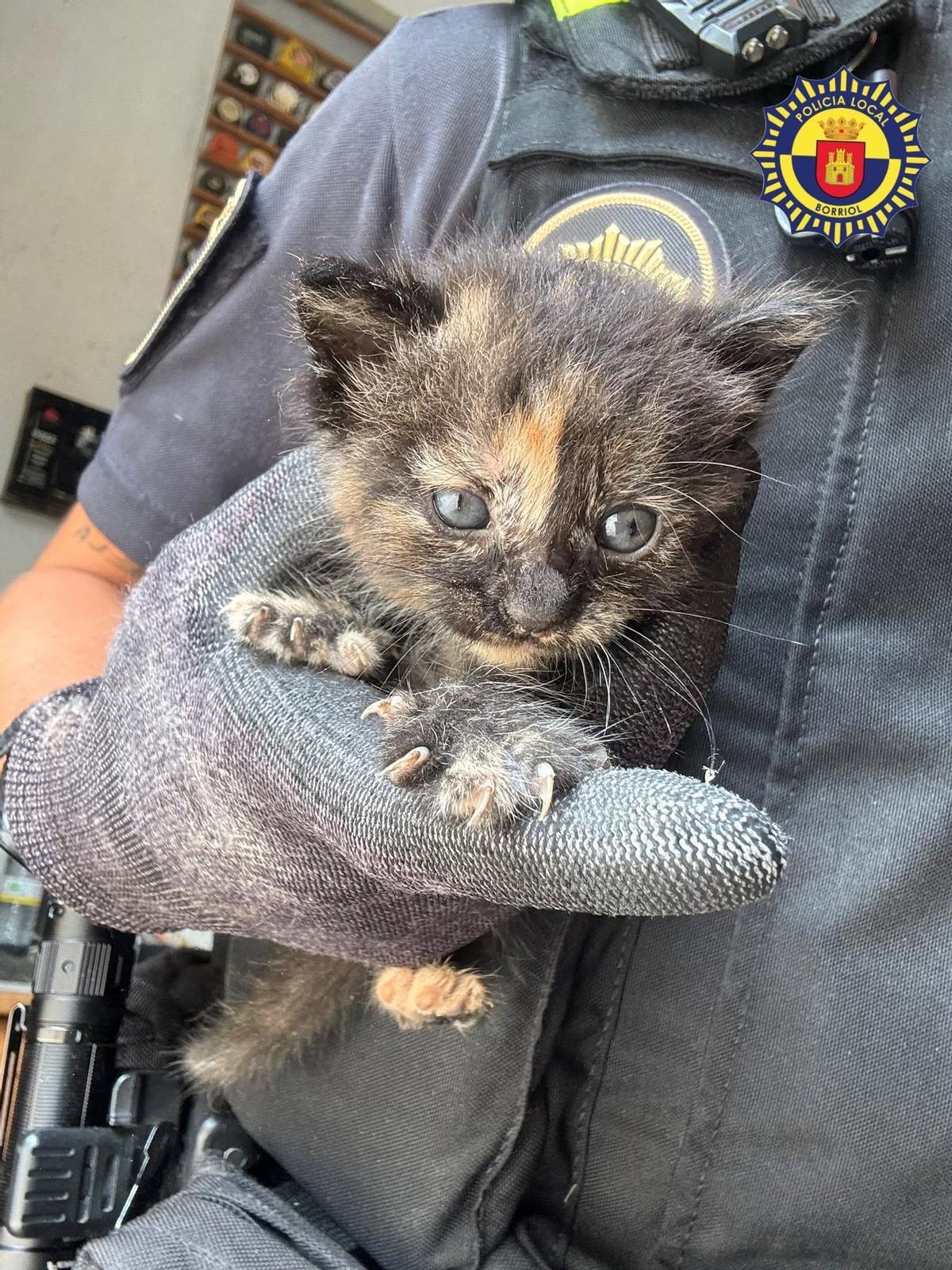 Un agente de la Policía Local de Borriol sujeta uno de los gatitos hallados.