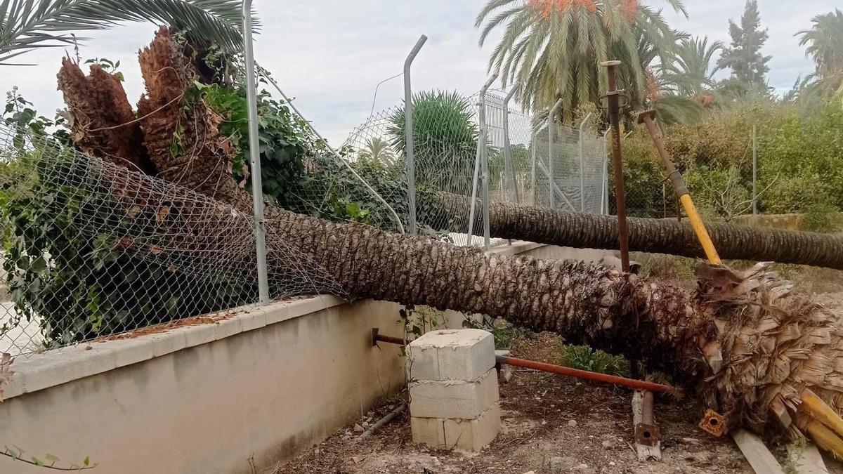 El tronco se partió en dos el pasado jueves por el mal estado de su interior por culpa del picudo.