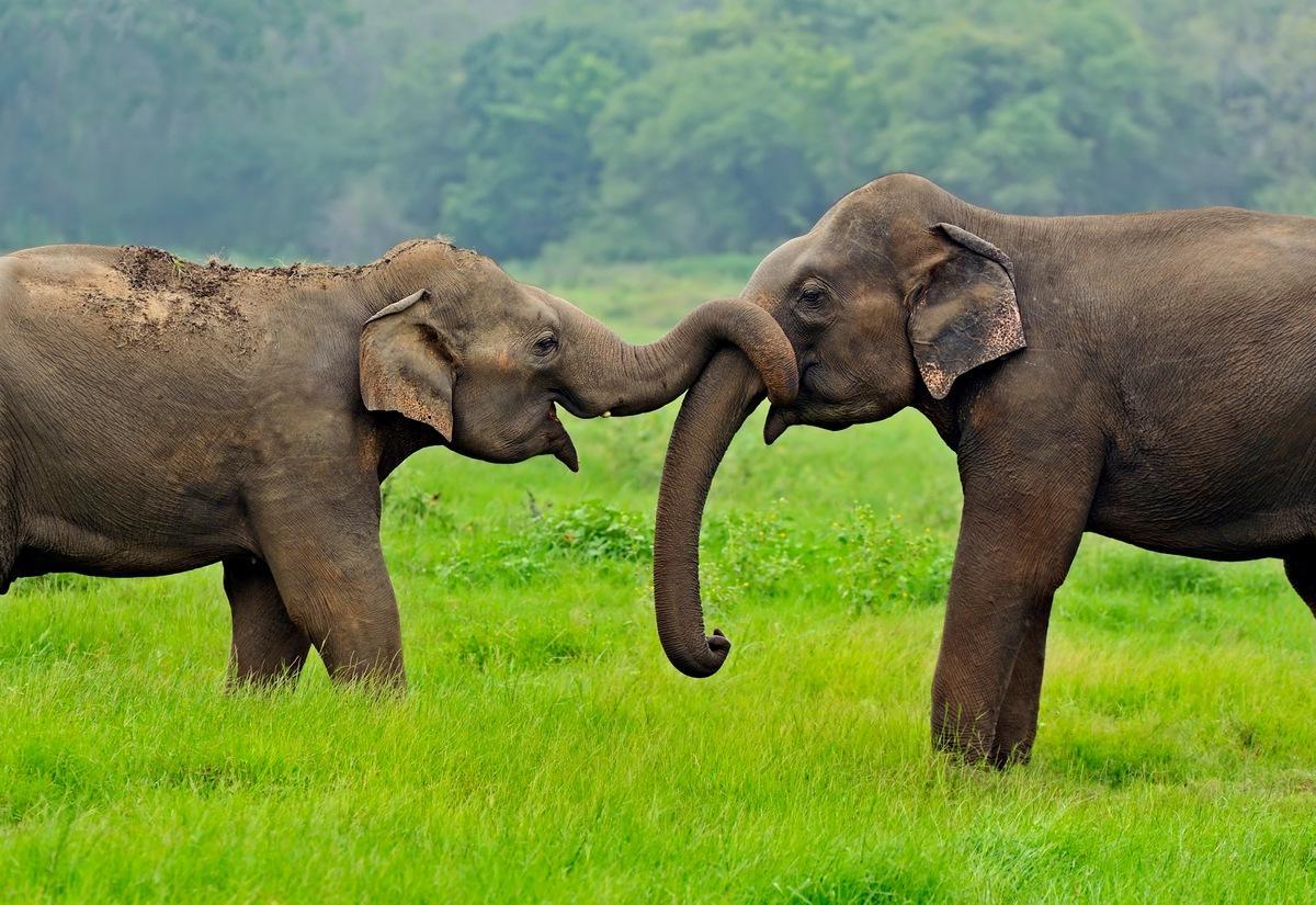 Dos elefantes en Sri Lanka