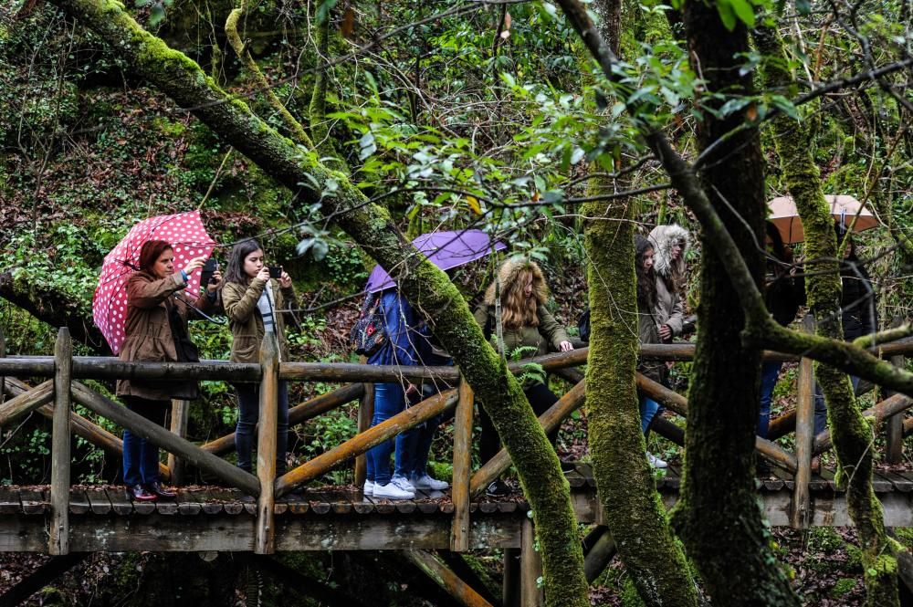 Las "Fervenzas" de Valga y el bosque que las rodea