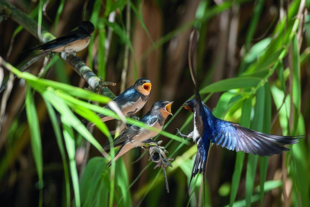 Aquests són els animals que pots veure lliures al riu Cardener al seu pas per Manresa