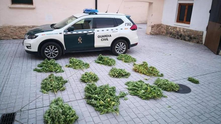 A prisión los dueños de una plantación de 180 kilos de ‘maría’