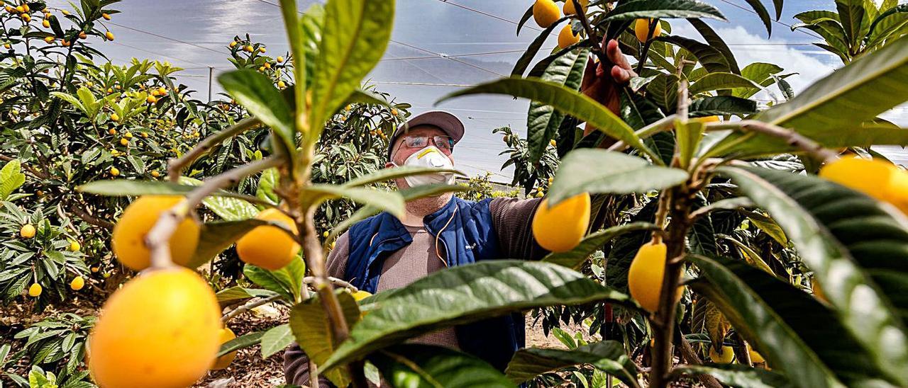 En la Marina Baixa se produce el 50% de la cosecha de nísperos en España.