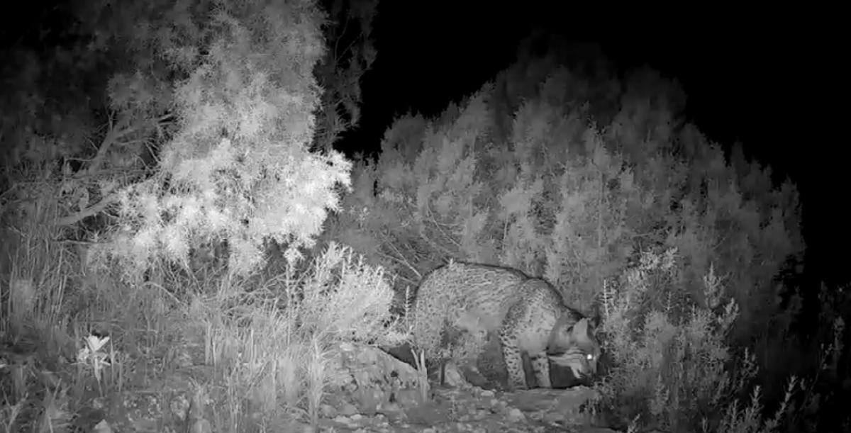 Imagen noctuna de un lince ibérico