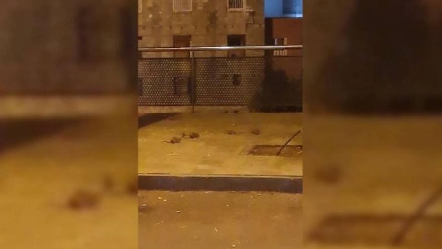 Un nuevo vídeo de los vecinos del barrio de Salamanca en Santa Cruz: las ratas campan a sus anchas por la calle
