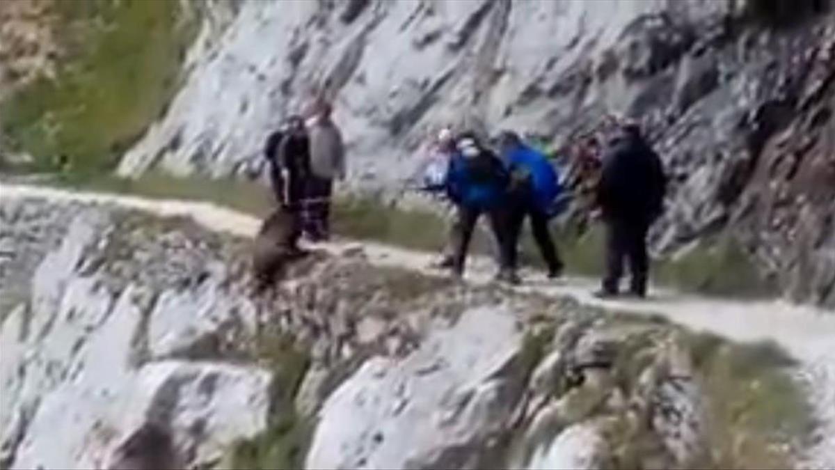 Un vídeo muestra a unos senderistas despeñando a un jabalí por un barranco de Asturias