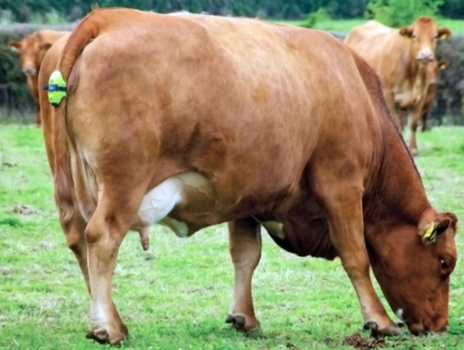 Una vaca, con uno de los sensores que predicen el parto y conectan con los ganaderos.