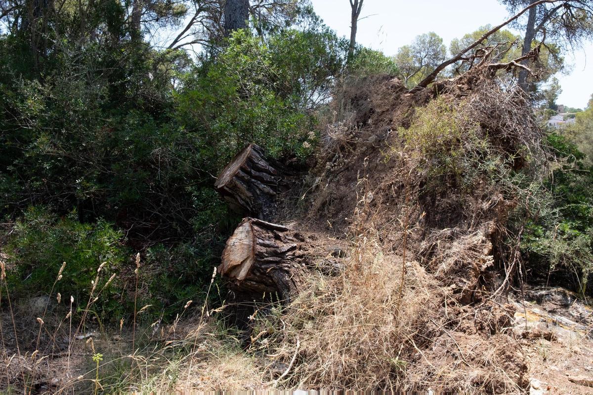 Las fotos de los pinos talados en Bellver que la dana Alice derribó hace ocho meses