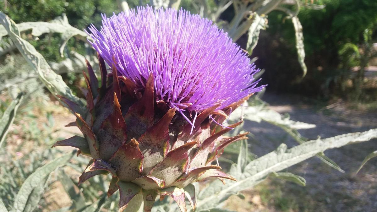 Flor del cardo Cynara Cardunculus.
