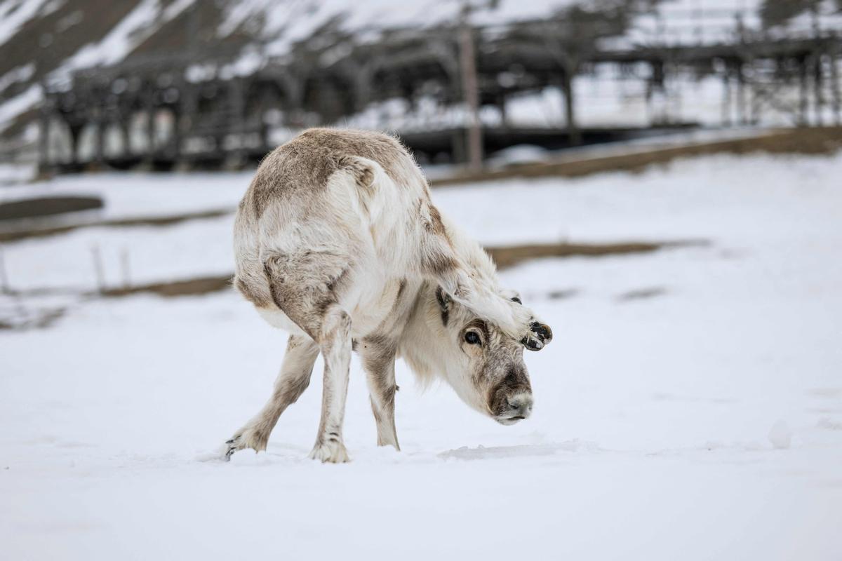 Un reno en Longyearbyen (isla de Spitsbergen).