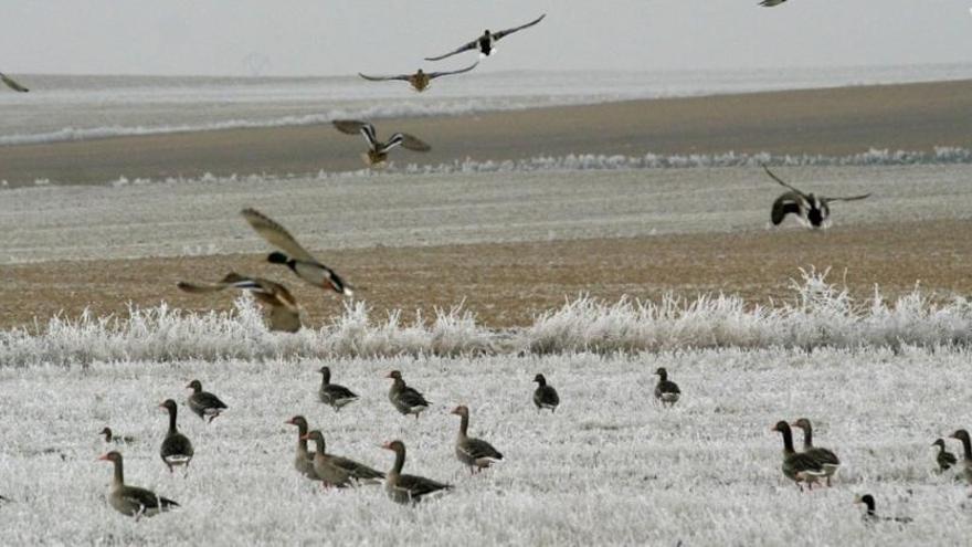 Detectados dos gansos muertos por gripe aviaria en una laguna de Palencia