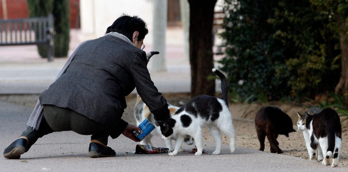 gatos callejeros. EFE : Juan Carlos Cárdenas