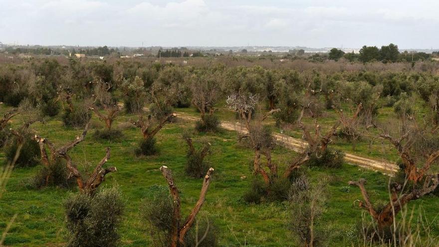 Más controles para evitar la proliferación de la ‘xylella’