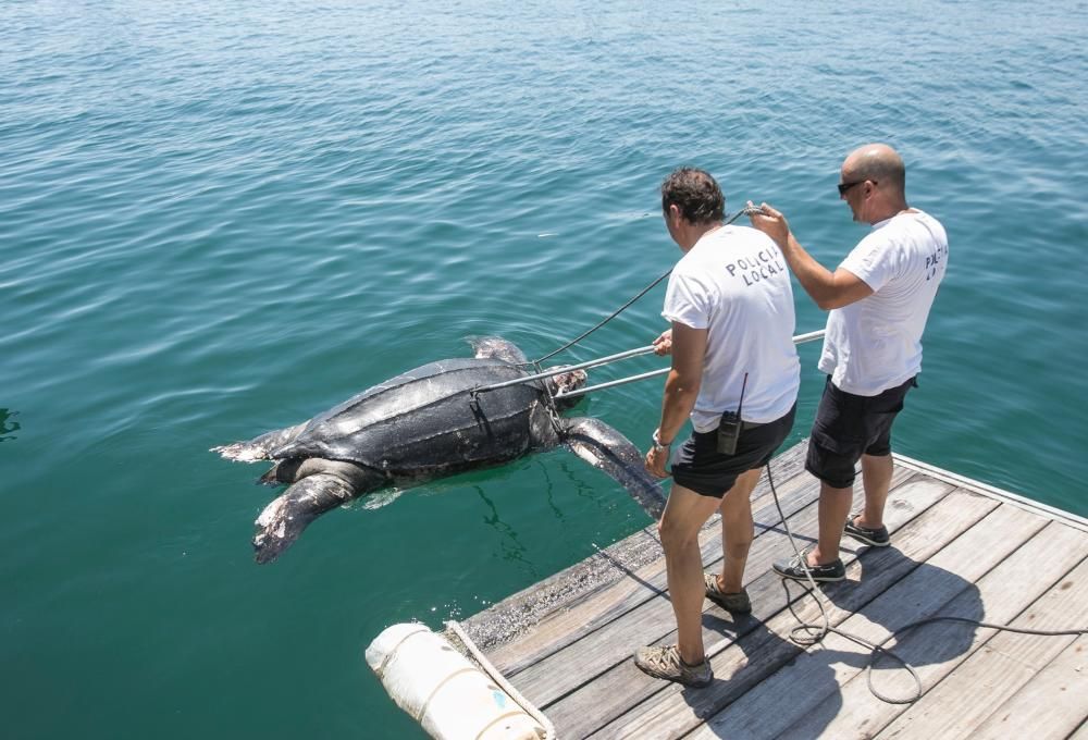 Una tortuga de300 kilos aparece muerta en La Albufereta