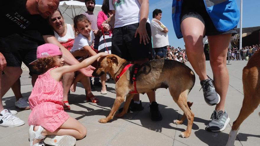 Bioparc ha celebrado el desfile solidario de perros en adopción