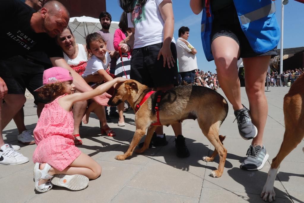 Pasarela de perros de adopción en Bioparc