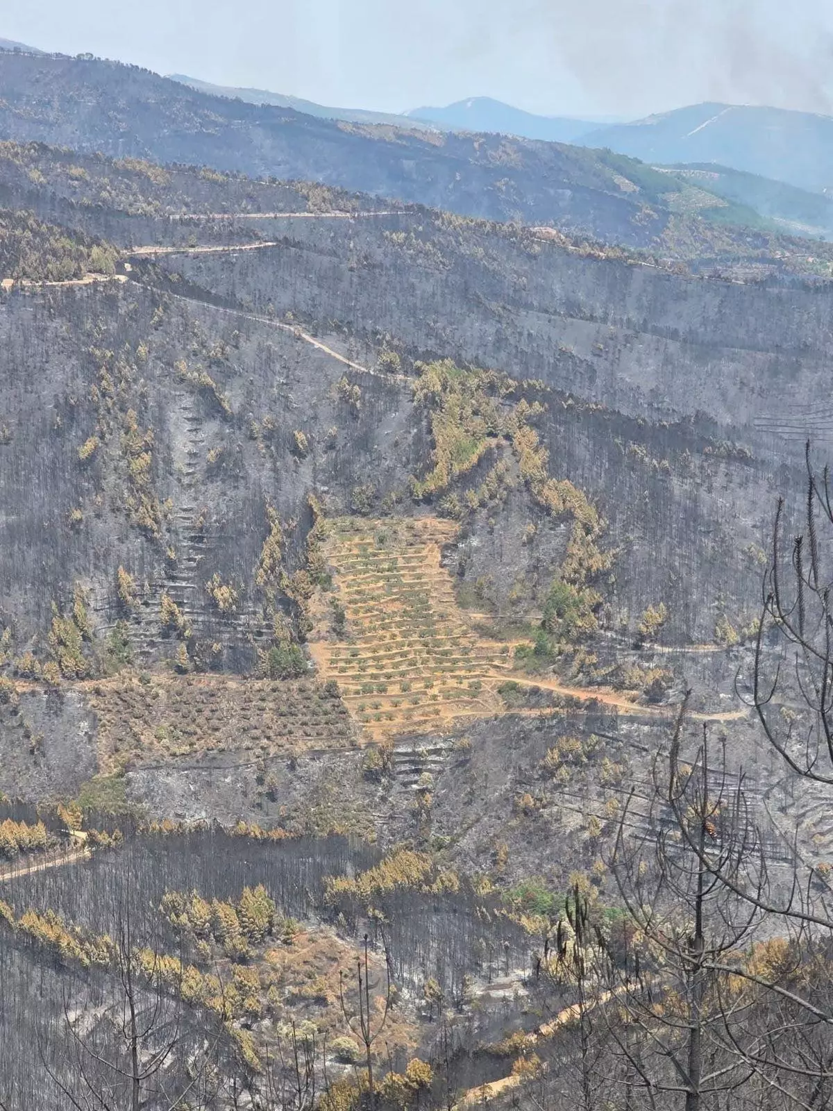 El olivar que se ha salvado de las llamas en Las Hurdes