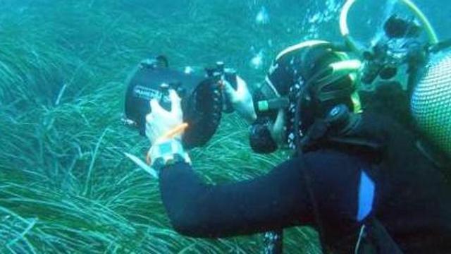 Un buzo del Institut d'Ecologia Litoral filma una pradera de posidonia de Tabarca.