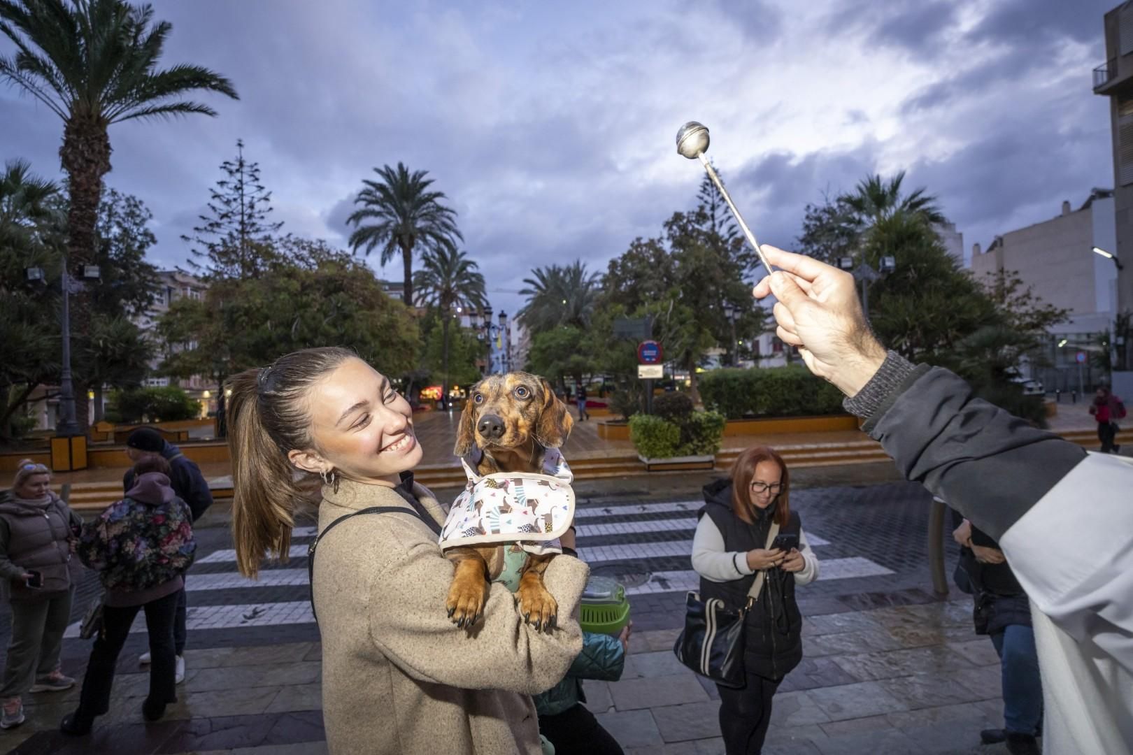 Bendición de animales por San Antón bajo una lluvia invernal en Torrevieja