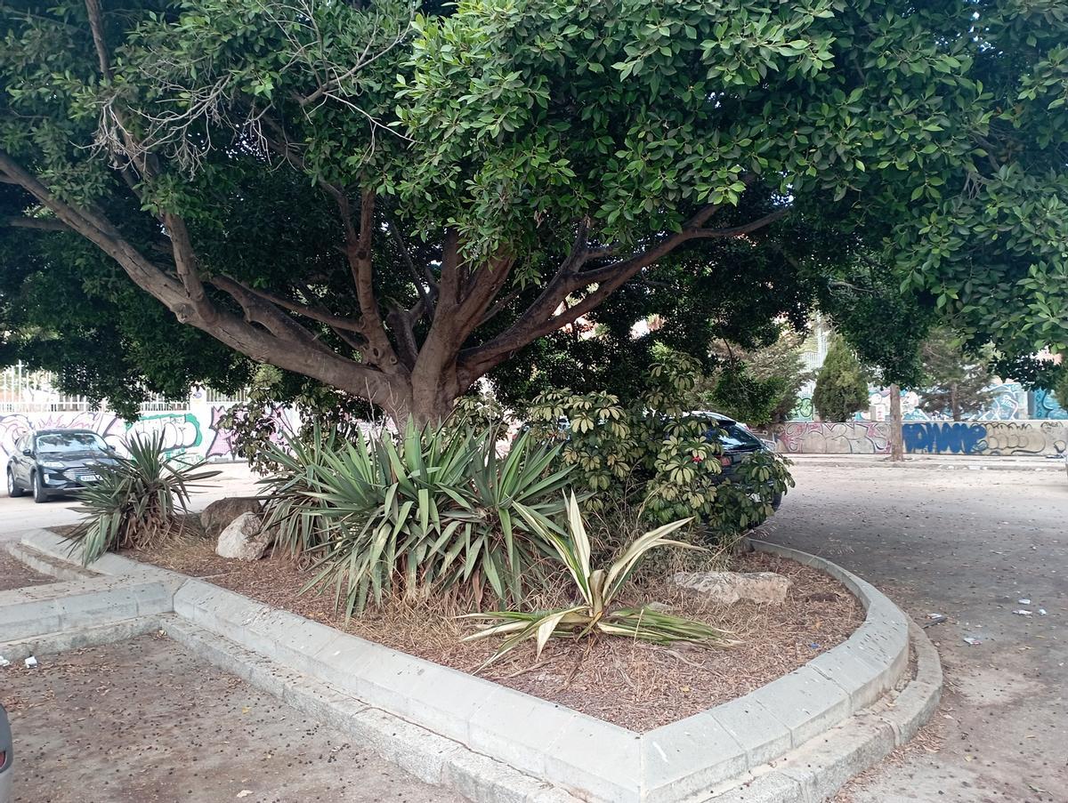 Aparcamiento con varios ficus.