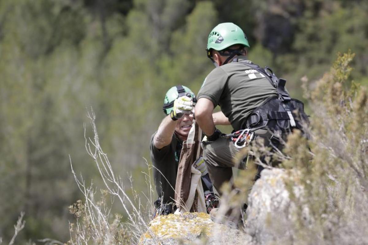 Agentes rurales anillan halcones peregrinos en el Penedès