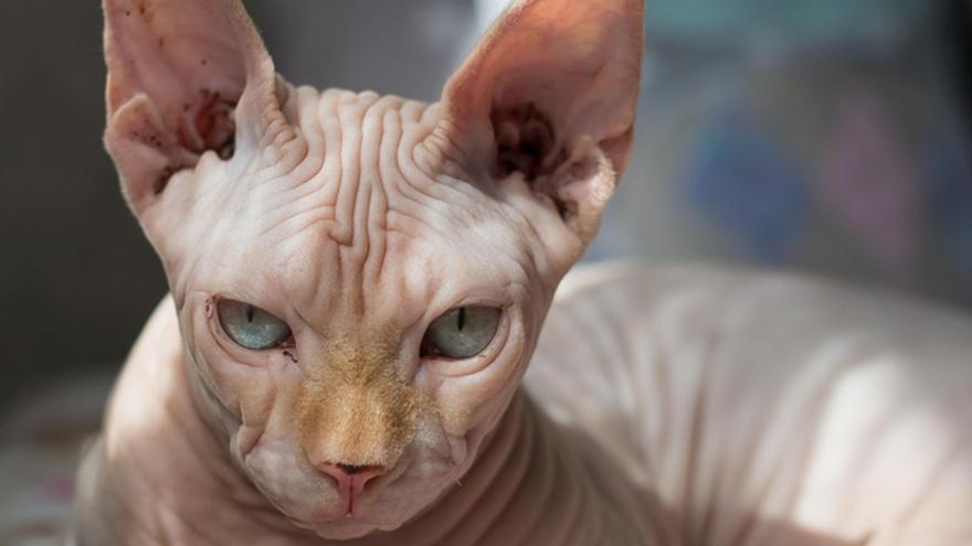 Razas de gato que no dan alergia: sphynx