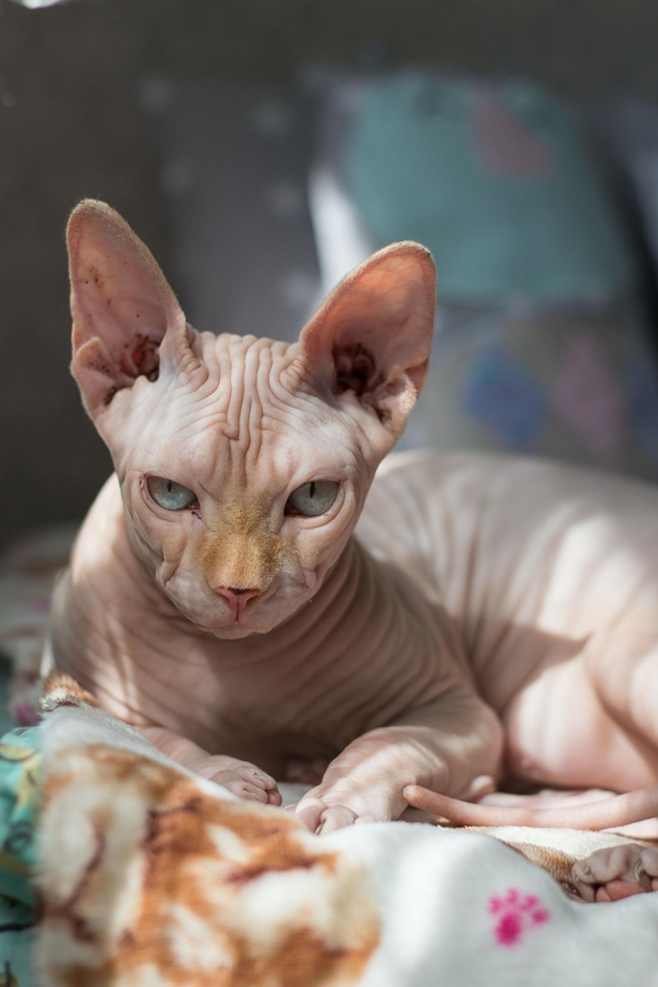 Estas son las razas de gato más agresivas: sphynx